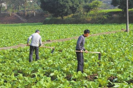 [漾濞县]漾濞县发展特色产业助农增收 有了产业富路宽