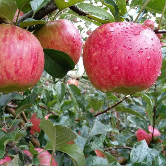 [漾濞縣]一棵蘋果樹結得“滿堂紅”！漾濞這個新晉“明星村”的故事你知多少？