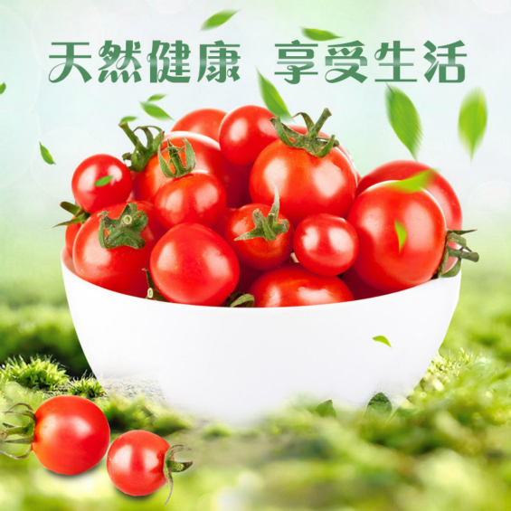 [巍山縣]小西紅柿