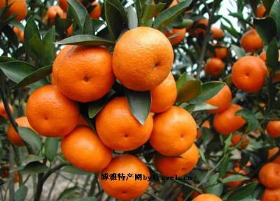 [賓川縣]賓川柑橘