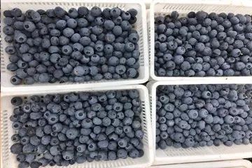 [劍川縣]藍莓
